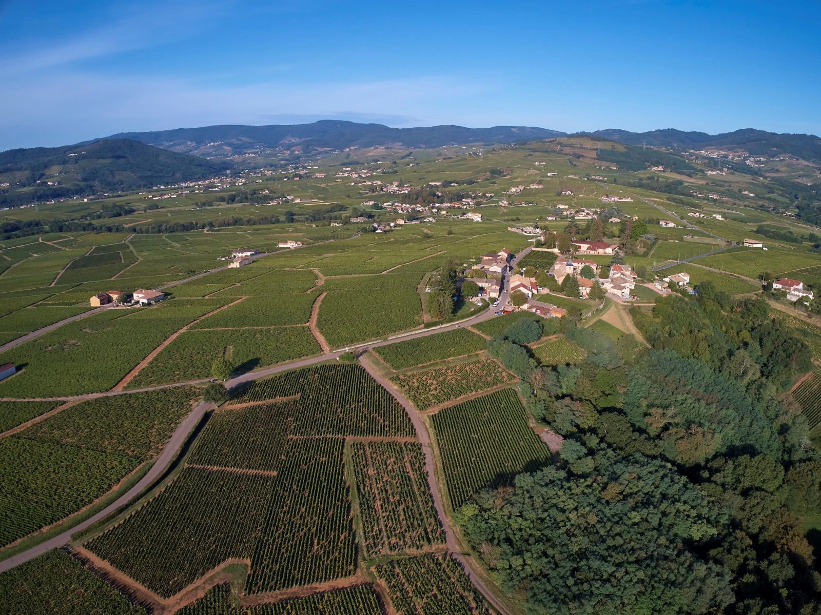 Gentle vineyard slopes of Saint-Amour with mixed soils of granite, clay and diorite influencing lighter, floral Gamay